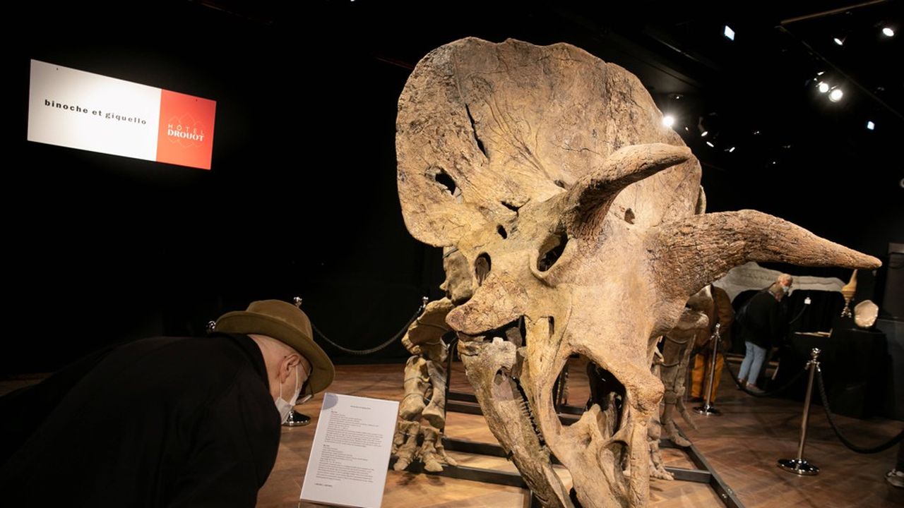 Big John, le plus grand tricératops du monde, était aux enchères chez Drouot.