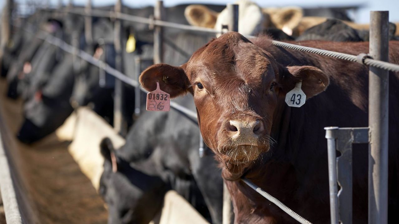 L'élevage de viande bovine génère des émissions massives de CO2 et mobilise l'utilisation d'une grande quantité de terres agricoles.