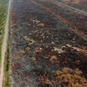 En Indonésie, dans le Kalimantan du Sud, en 2019, des terres brûlées pour faire place aux plantations de palmiers à huile
