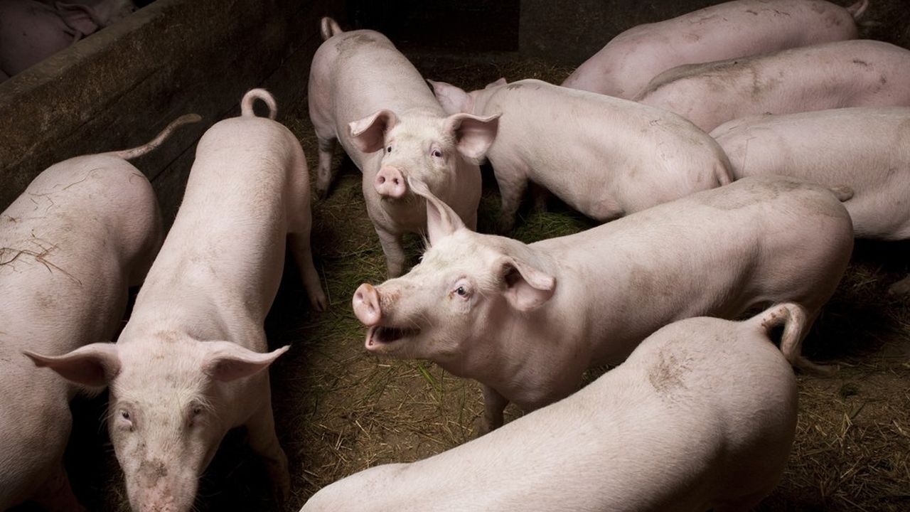La Bretagne est la première région d'élevages porcins.