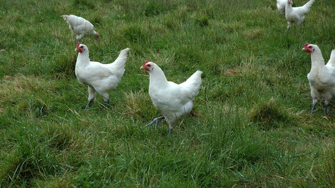L'Etat a imposé le confinement de l'ensemble de la filière avicole pour lutter contre le risque de retour de la grippe aviaire.