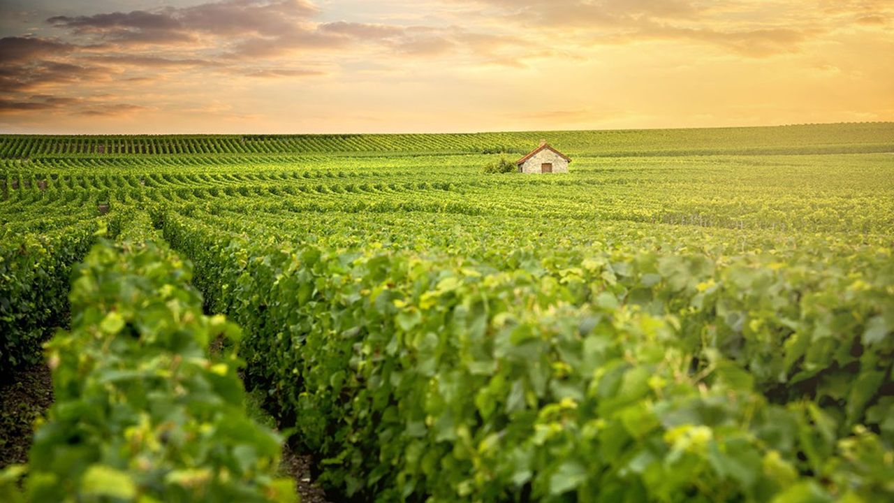 L'essentiel des vignes en Champagne est détenu par les vignerons.