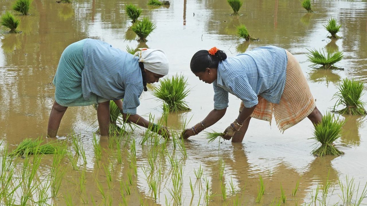 Des femmes travaillant dans les rizières de l'Etat indien du Telangana.
