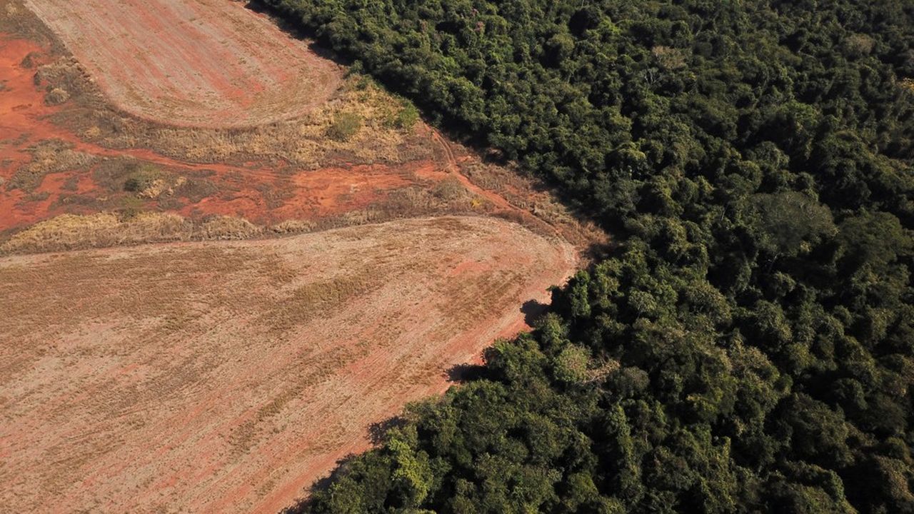Vue aérienne de la forêt amazonienne dans le Mato Grosso, Brésil, juillet 2021.