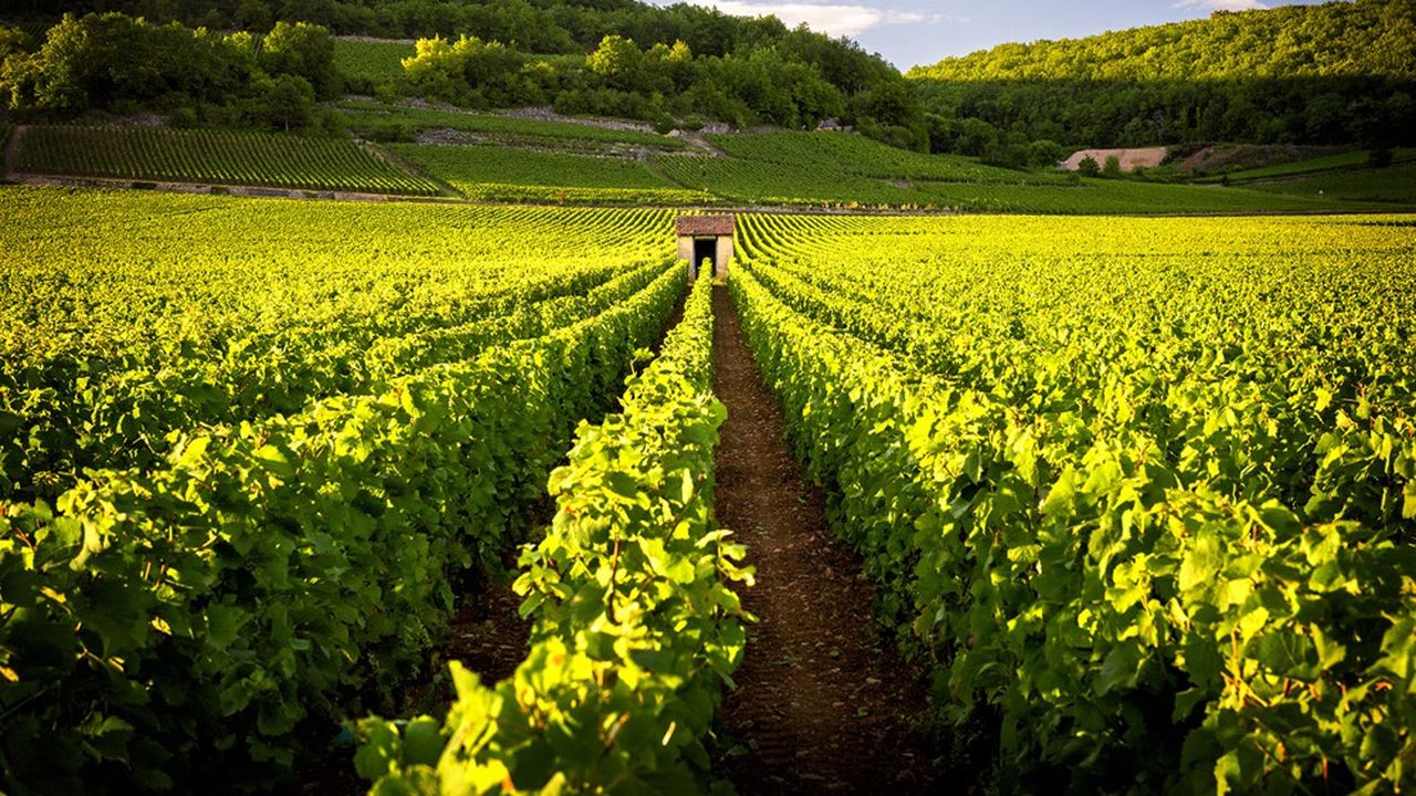 Le vignoble de Savigny-lès-Beaune. Le stock bourguignon est passé de deux ans environ, à la veille des vendanges, à 18 mois en moyenne aujourd'hui.