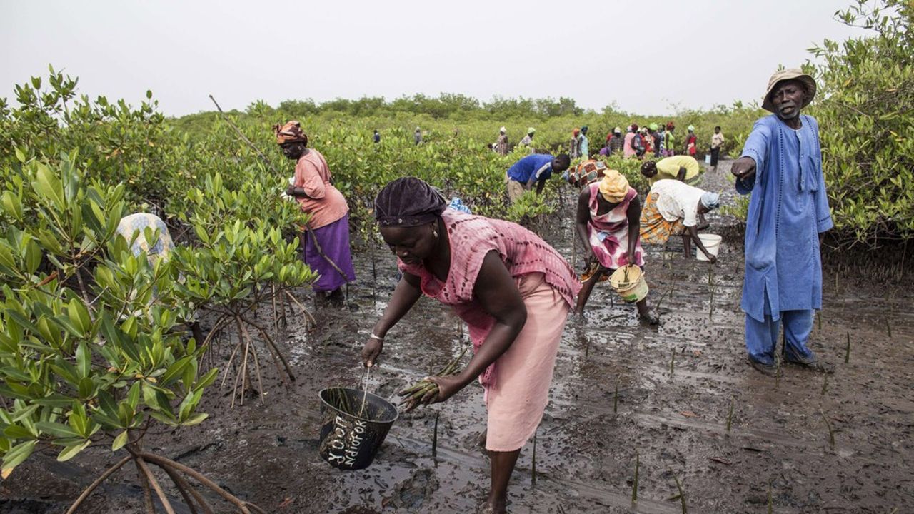 Des volontaires replantent la mangrove du delta de Saloum, au Sénégal.