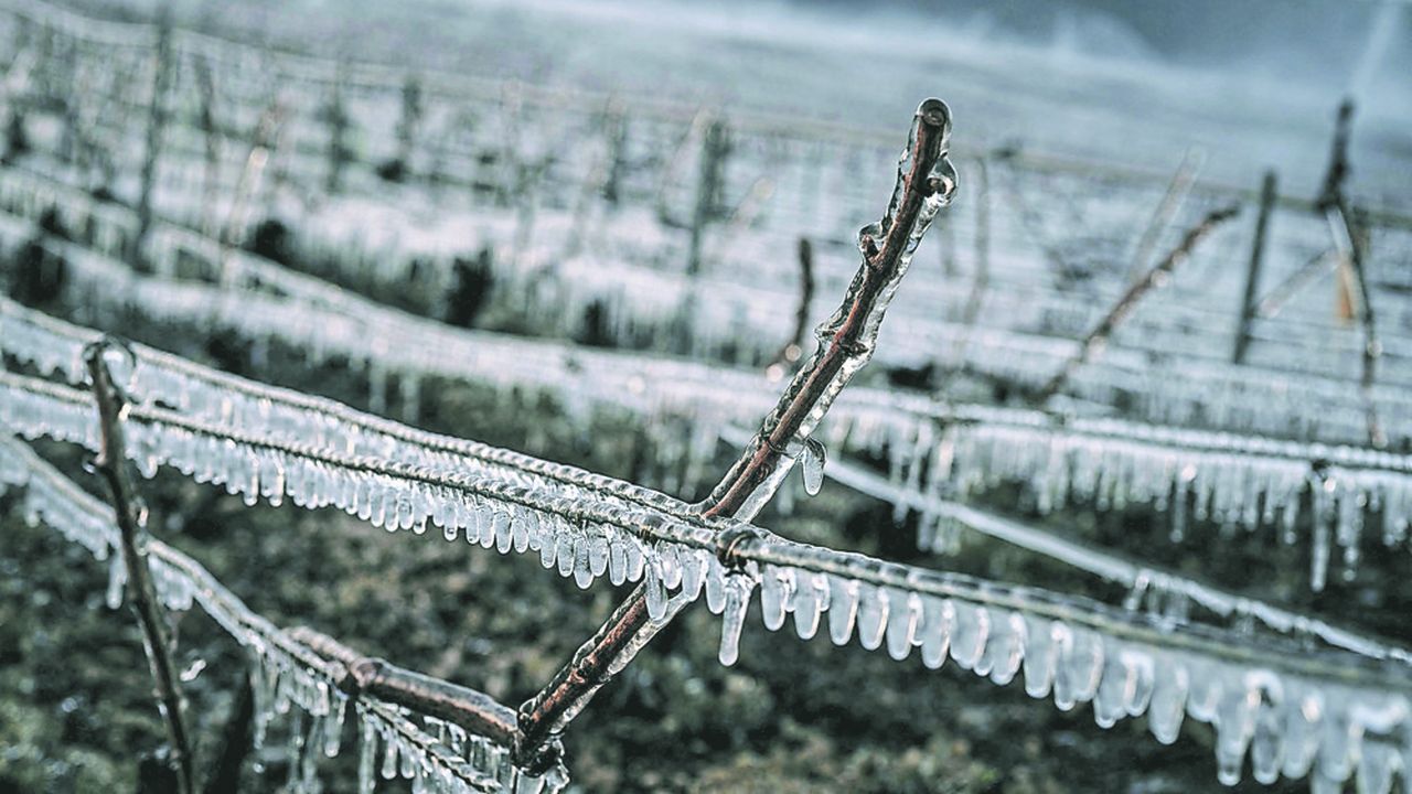 Le gel tardif de ce printemps a une fois de plus mis en lumière la vulnérabilité des agriculteurs face à des évènements climatiques défavorables.
