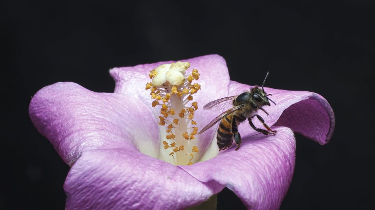 La récolte de miel 2021 sera deux fois moins importante que celle de 2020, selon l'Union nationale de l'apiculture française.
