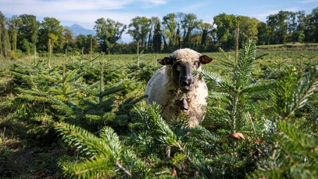 A la place de désherbants chimiques, Sapins Blanc a installé des moutons Shropshire sur sa plantation.