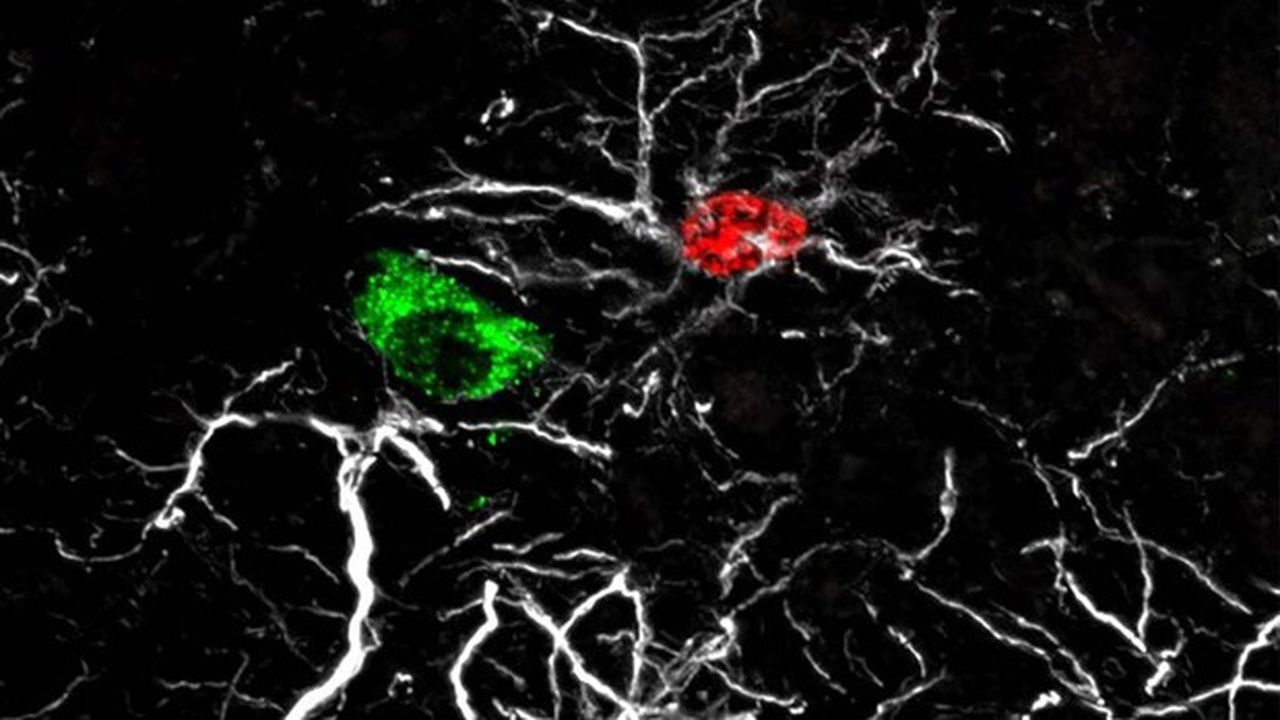 Astrocyte né pendant la période infantile (rouge) arrimé à un corps cellulaire de neurone à GnRH (vert). Les prolongements des astrocytes sont marqués en blanc.