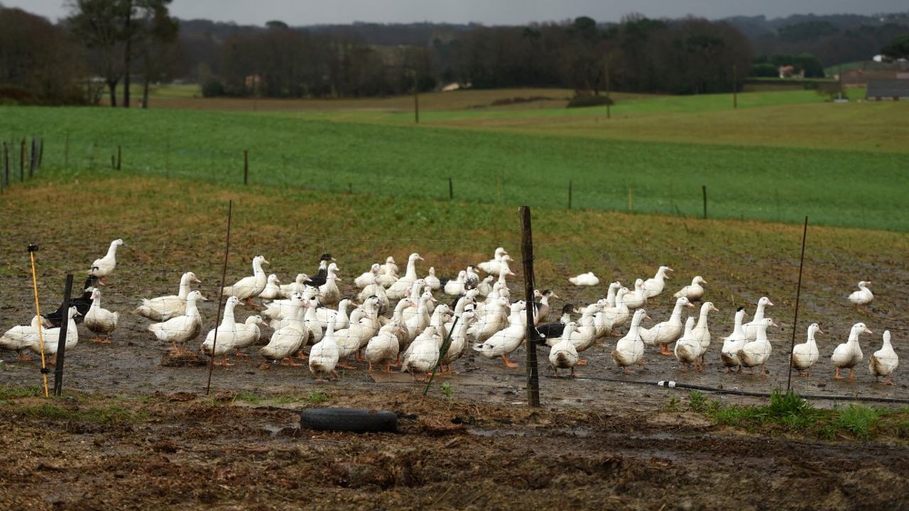 Maïsadour et Euralis ont ainsi dû encaisser des ventes en recul, à cause de l'arrêt de l'export lié à la grippe aviaire puis de l'arrêt des ventes à la restauration.