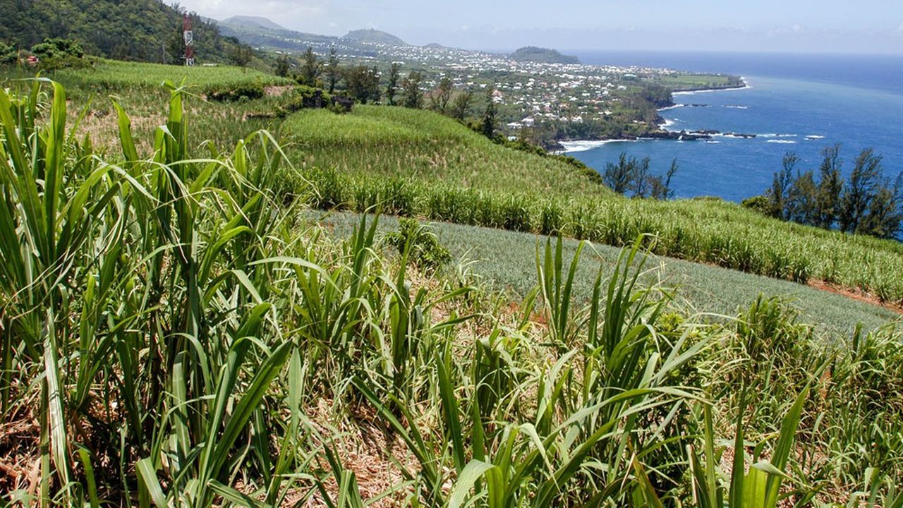 Après cinq mois de récolte de la canne, environ 1,55 million de tonnes ont été broyées par les deux sucreries de l'île.