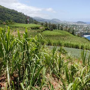 Après cinq mois de récolte de la canne, environ 1,55 million de tonnes ont été broyées par les deux sucreries de l'île.
