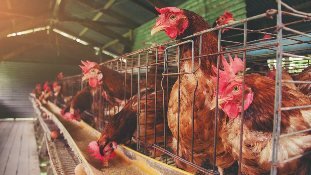 Moins d'une poule pondeuse sur deux en France est élevée en cage.