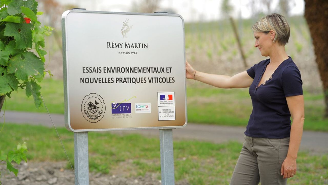 Laura Mornet, responsable conseils fournisseurs et R & D aux domaines Rémy Martin.