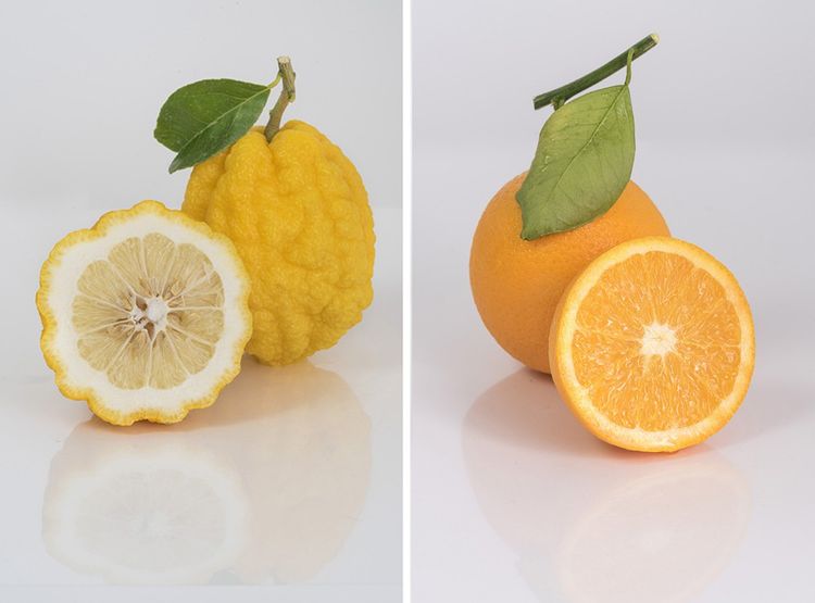 © Lime gros fruit et orange Valencia.