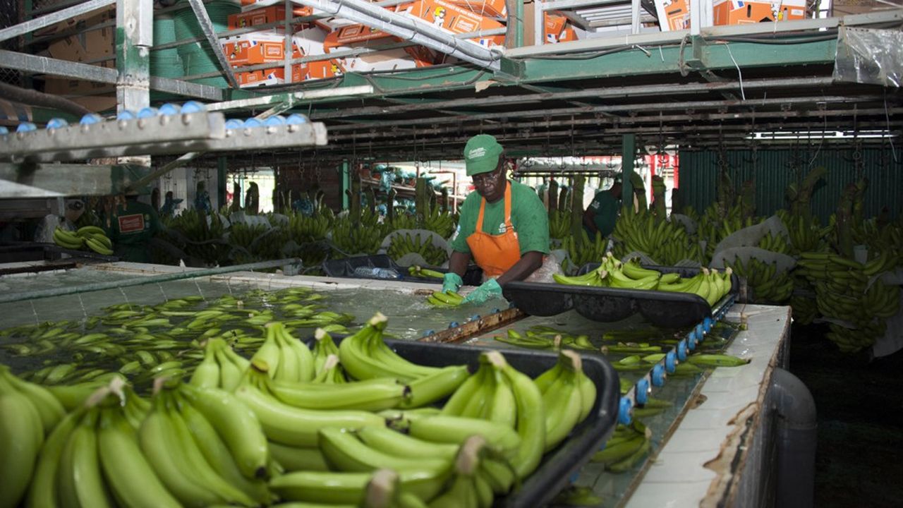 Le chlordécone est un pesticide très agressif interdit en métropole depuis 1990 et employé jusqu'en 1993 dans les bananeraies antillaises pour lutter contre la propagation du charançon.