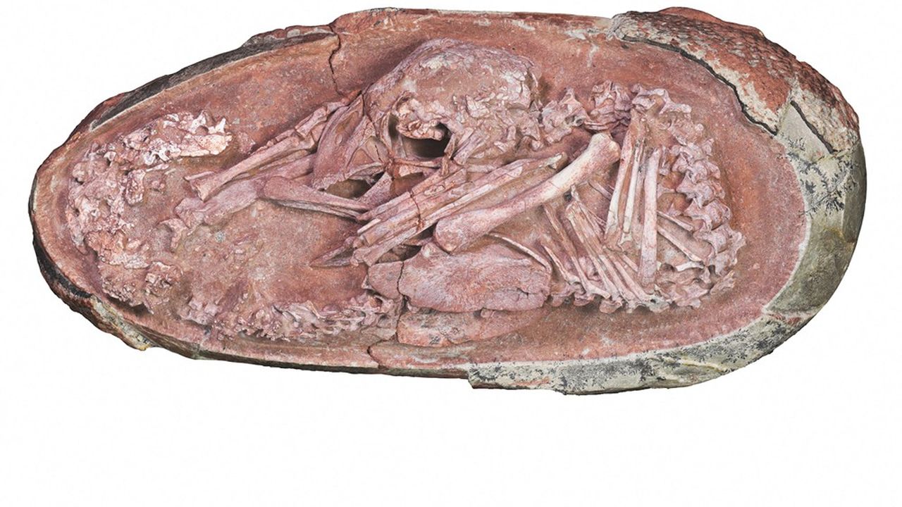 Un embryon de dinosaure parfaitement fossilisé s'apprêtait à éclore comme un oiseau