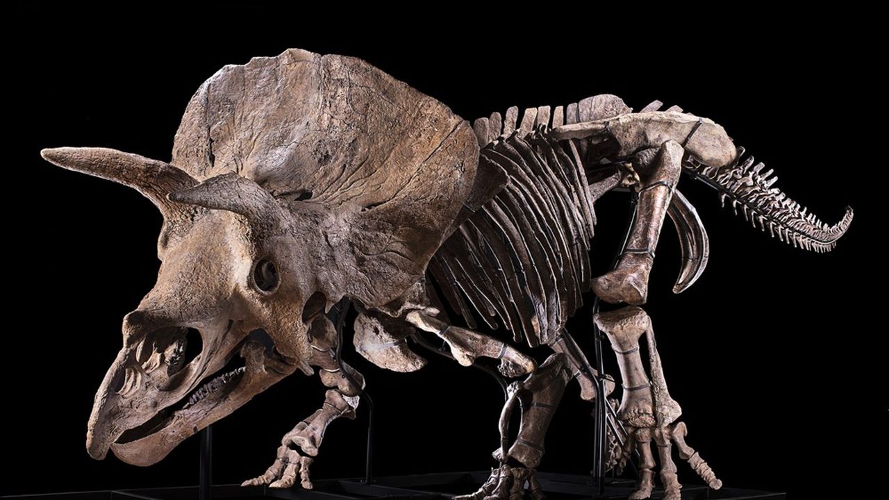 Le Tricératops adjugé 6,6 millions d'euros à Drouot