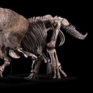 Le Tricératops adjugé 6,6 millions d'euros à Drouot