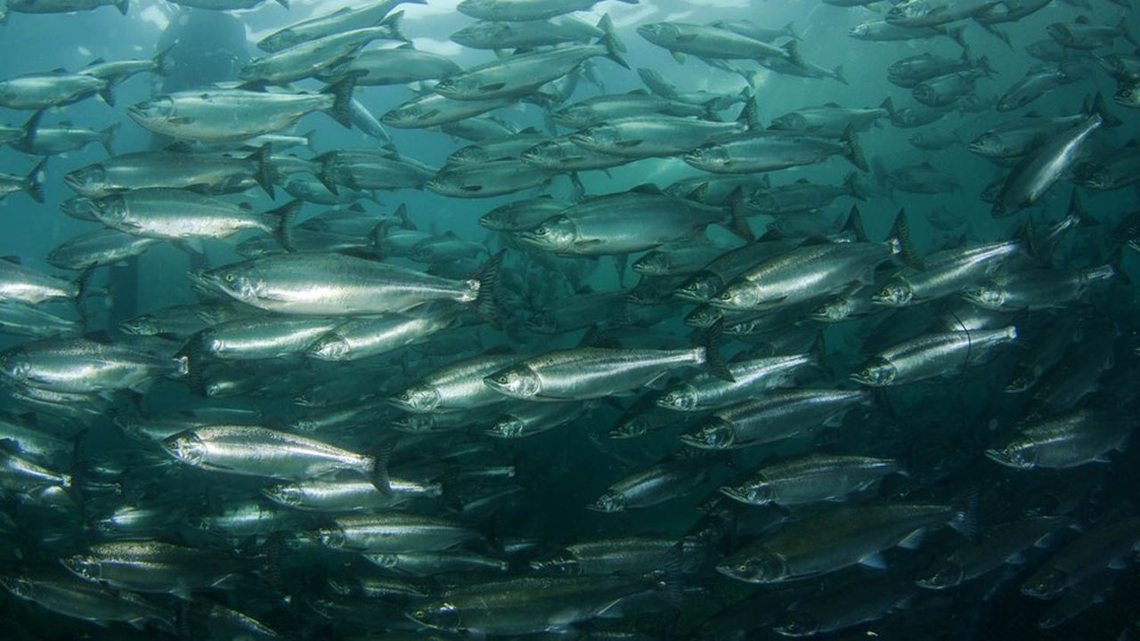 Smart Salmon vise une production de 100.000 tonnes de saumons par an dans un premier temps, puis de 200.000 tonnes à moyen terme.