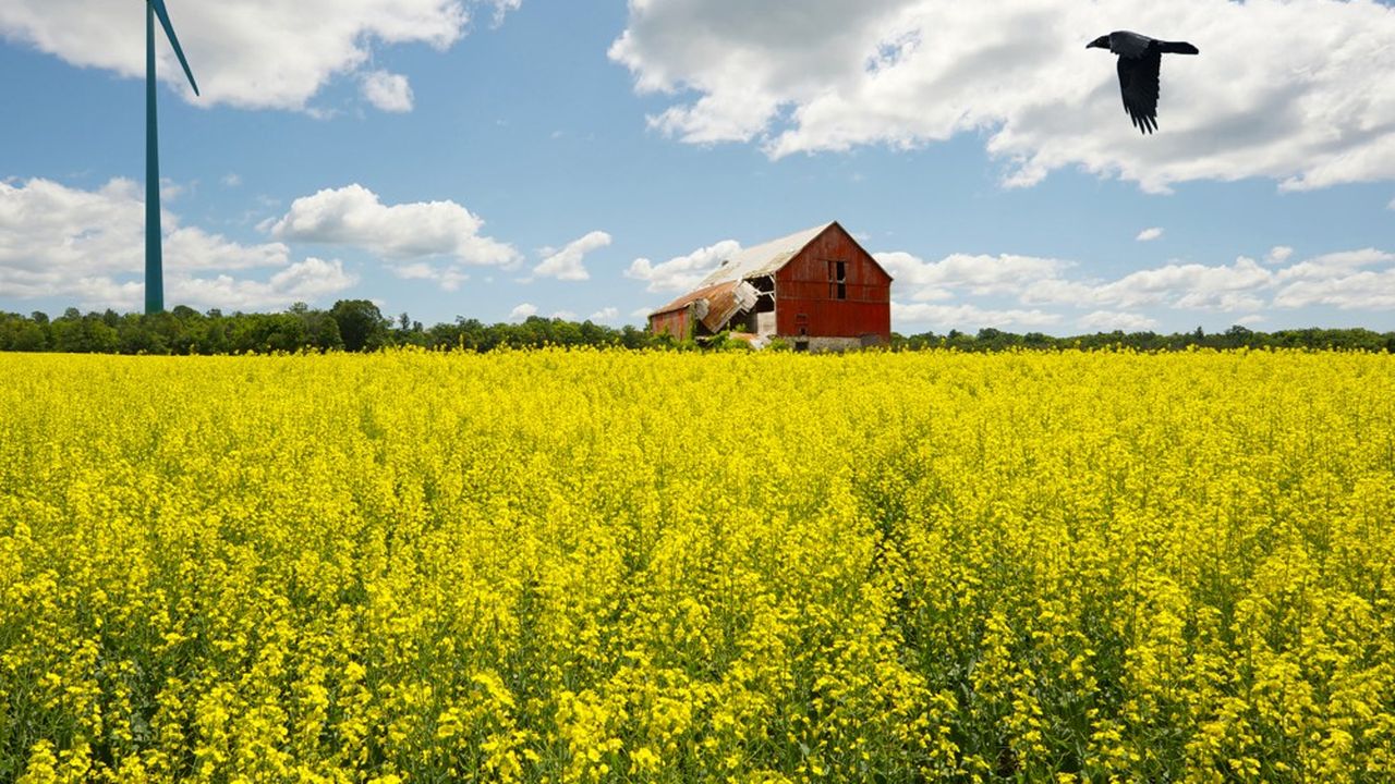 Le Canada : un énorme producteur de graine de moutarde l Les
