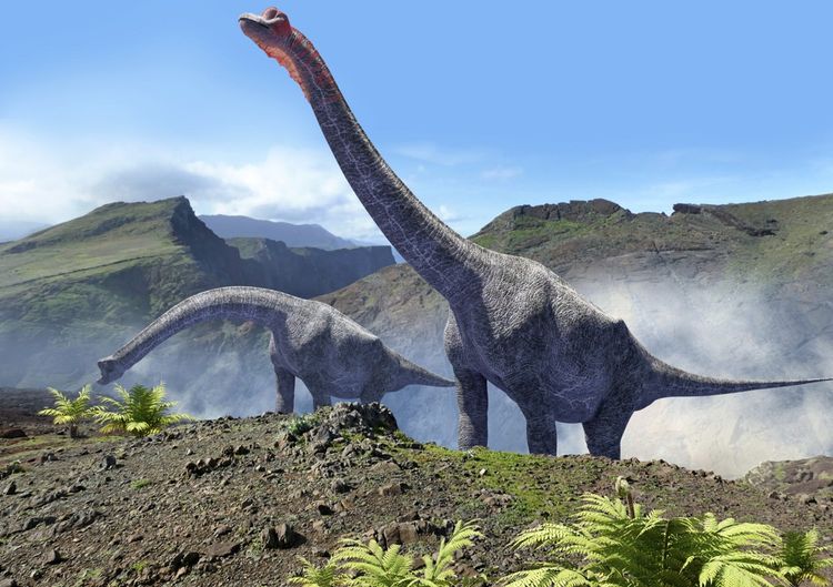 Les brachiosaures étaient une des plus grandes espèces herbivores de sauropodes.