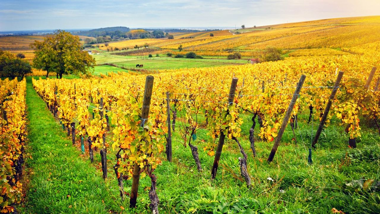 Le programme Vinbiodiv implique une soixantaine de viticulteurs du Rhin supérieur.