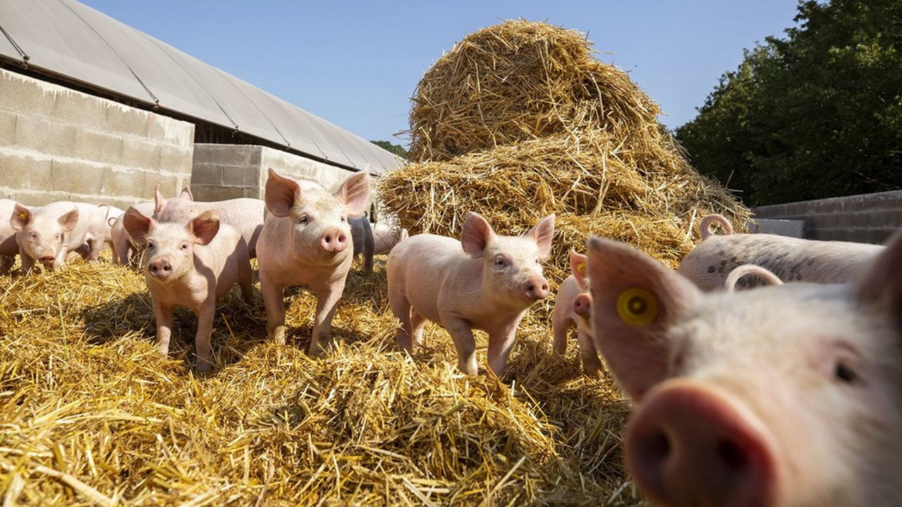 Dans l'élevage porcin, plus de 95 % des animaux sont élevés sur caillebotis, empêchant les animaux de pouvoir fouiller le sol.