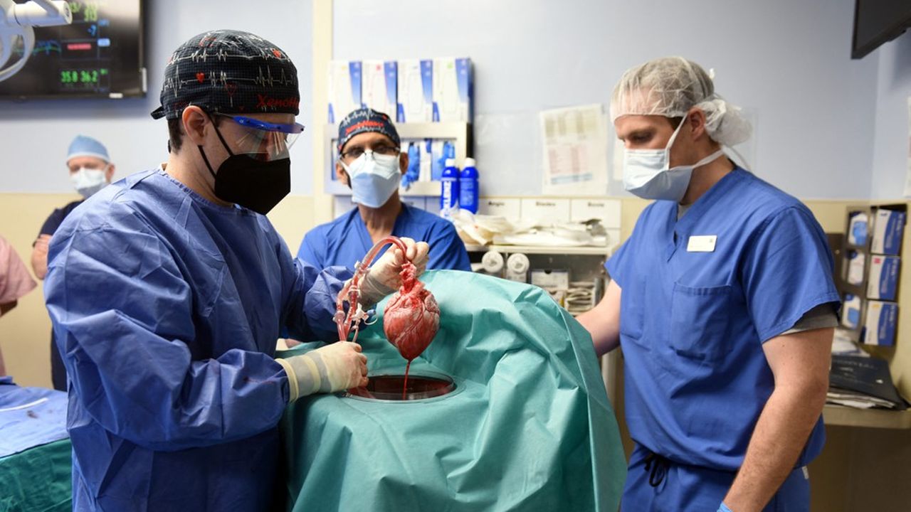 « C'est une avancée chirurgicale majeure et qui nous rapproche encore un peu plus d'une solution à la pénurie d'organes », a commenté Bartley Griffith, qui a réalisé la transplantation.