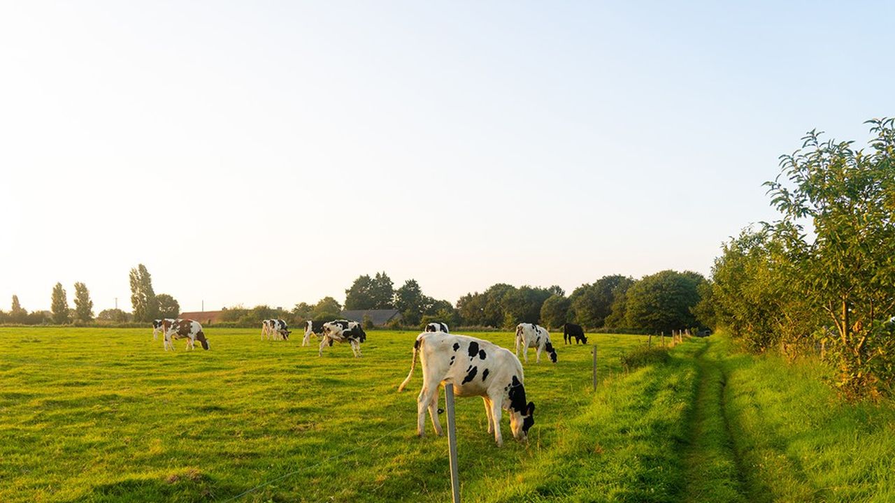 Les riverains avaient porté plainte contre le projet de Fabien Le Coidic et sa compagne qui souhaitent implanter sur leur terrain d'Adainville une douzaine de vaches.