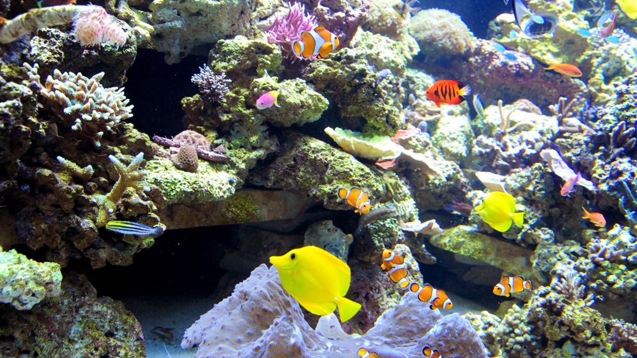 Aquarellum géant - Fonds coralliens