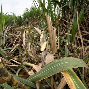 La culture de la canne à sucre est un pilier de l'agriculture insulaire depuis deux siècles.