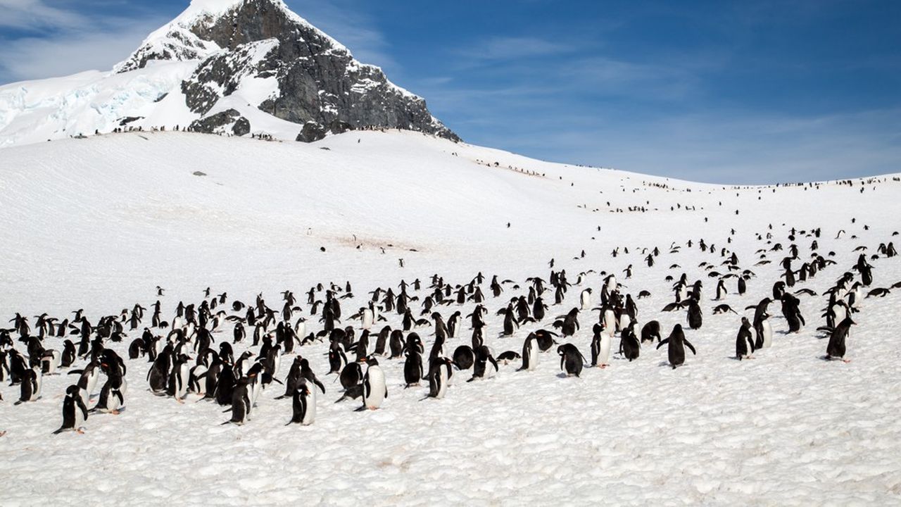 L'influence du réchauffement climatique sur les manchots