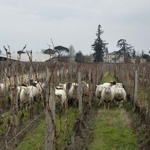 A Saint-Emilion, le château Cheval Blanc a recours à l'agroécologie, une technique prometteuse.