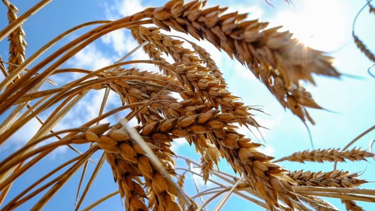 Depuis vendredi, le cours du blé a gagné plus de 4 % sur Euronext Paris.