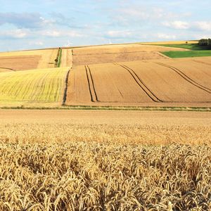 Avec les terres agricoles, les investisseurs misent sur la production primaire. Elles représentent un tiers des encours.