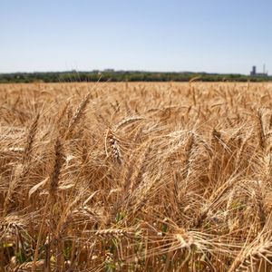 L'Ukraine et la Russie représentent ensemble un tiers du marché international du blé.