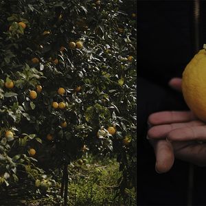 La bergamote, fruit de la famille des agrumes, est prisée pour son essence rare et unique. Sur les photos, l'exploitation d'un champ de bergamote de l'entreprise familiale CAPUA