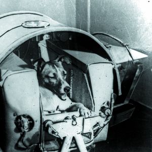 La chienne Laïka qui fut envoyée dans l'espace en 1957, et y laissa la vie.