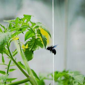 Une « mouche charbon » s'apprête à butiner des fleurs de tomate dans une serre de La Réunion.
