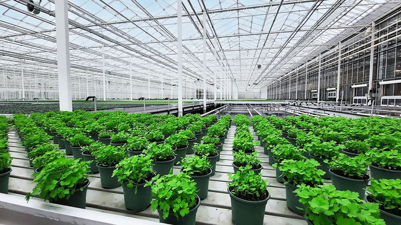 Bioplants veut doubler sa production d'herbes aromatiques en pots certifiées bio.