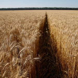 L'incertitude plane sur l'approvisionnement du marché mondial du blé l'an prochain par l'Ukraine.