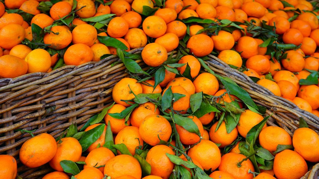 El sector de los cítricos de Córcega valorizará sus clementinas no vendidas