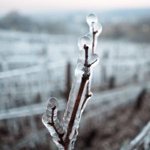 Une solution plus traditionnelle : des bourgeons de vigne couverts de glace pour les protéger du gel, près de Chablis, le 4 avril.
