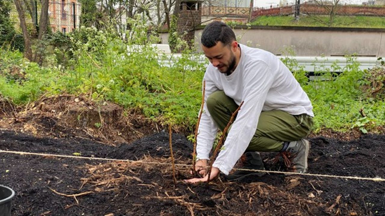 Le 5 avril 2022, les cent premiers arbres fruitiers ont été plantés sur l'ancienne dalle de béton, derrière le campus de l'ENS Jourdan. Parmi les planteurs, des étudiants paysagistes de première année d'une autre école parisienne, l'Esaj, comme Paul, 24 ans, ici les mains dans la terre.