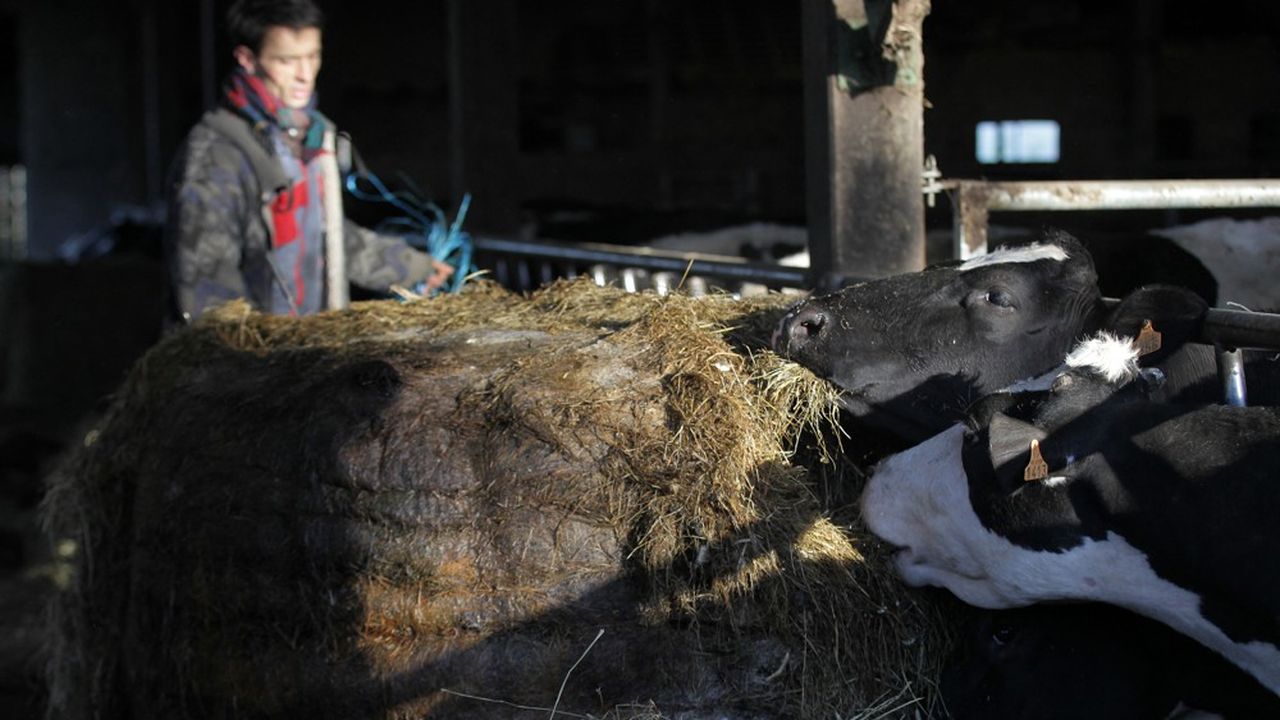 Dans le lait, qui pèse peu ou prou 10 % du chiffre d'affaires total du bio, la consommation est repassée sous ses niveaux de 2019.