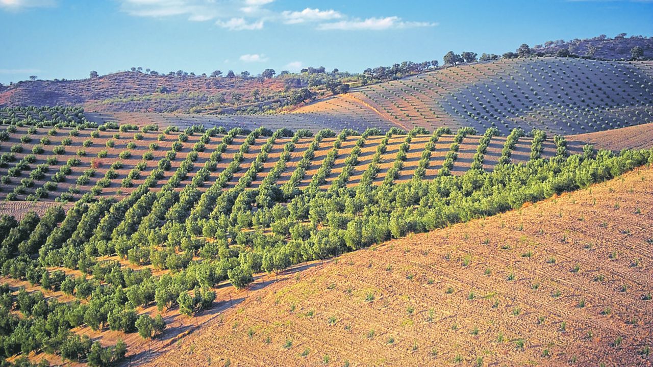 Avec un quart des plantations mondiales et 45 % de l'exportation en valeur, l'Espagne se taille la part du lion du marché de l'huile d'olive.