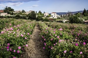 Le Domaine de Manon, à Plascassier, tout près de Grasse, cultive la rose de Mai, la tubéreuse et le jasmin pour Dior.
