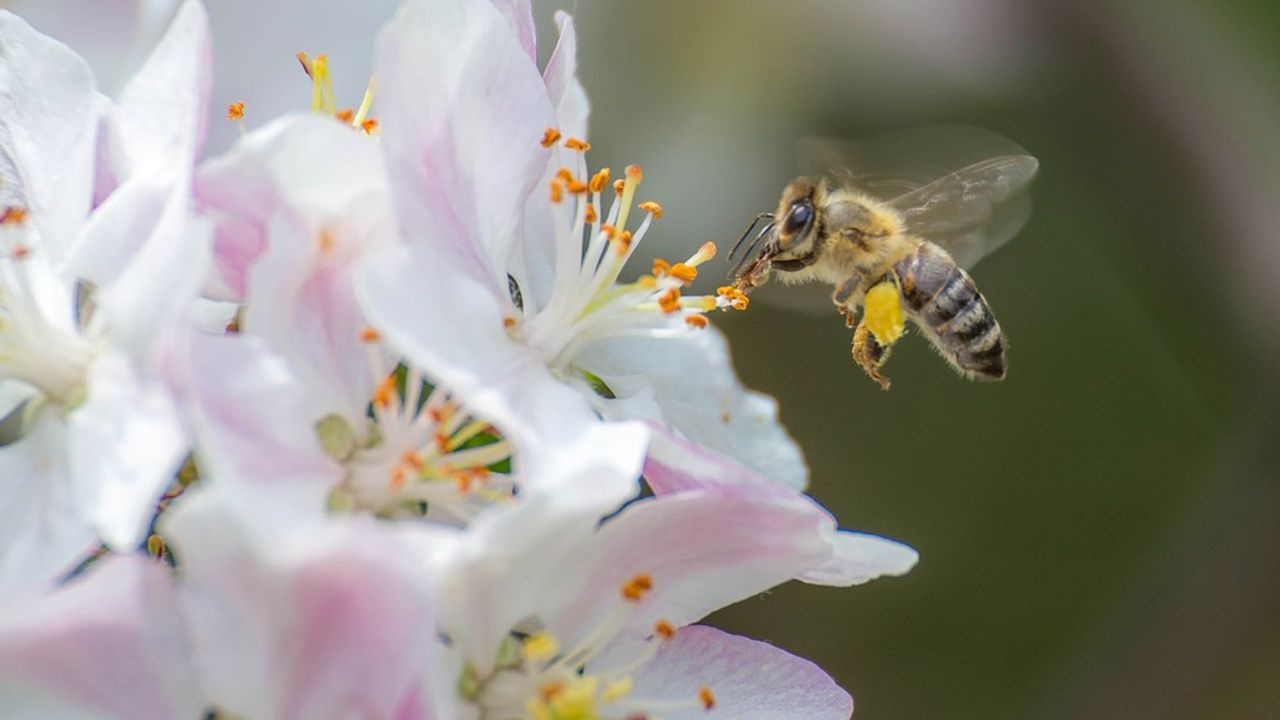 Abeilles Et Bourdons Face Au Réchauffement | Les Echos